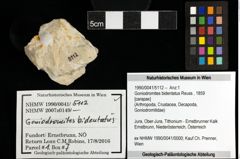 Foto (Objekt + Etiketten) von Goniodromites bidentatus (Reuss, 1859) 